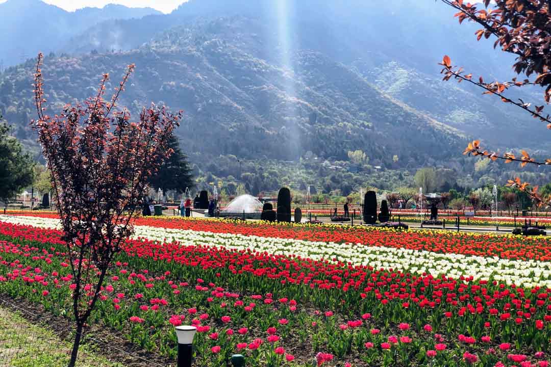 Kashmir Package 5Days photo 3