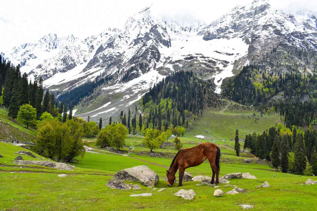 Kashmir with Mata Vaishno Devi 7 Days Package photo 5