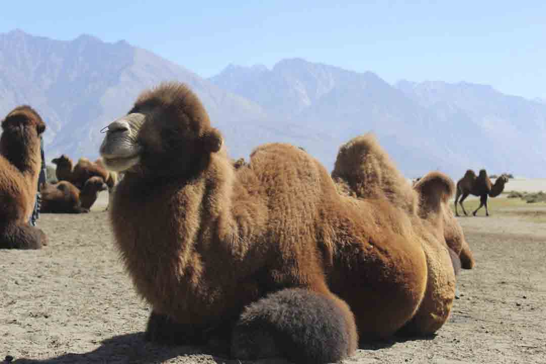Leh Ladakh 7 Days Package photo 4