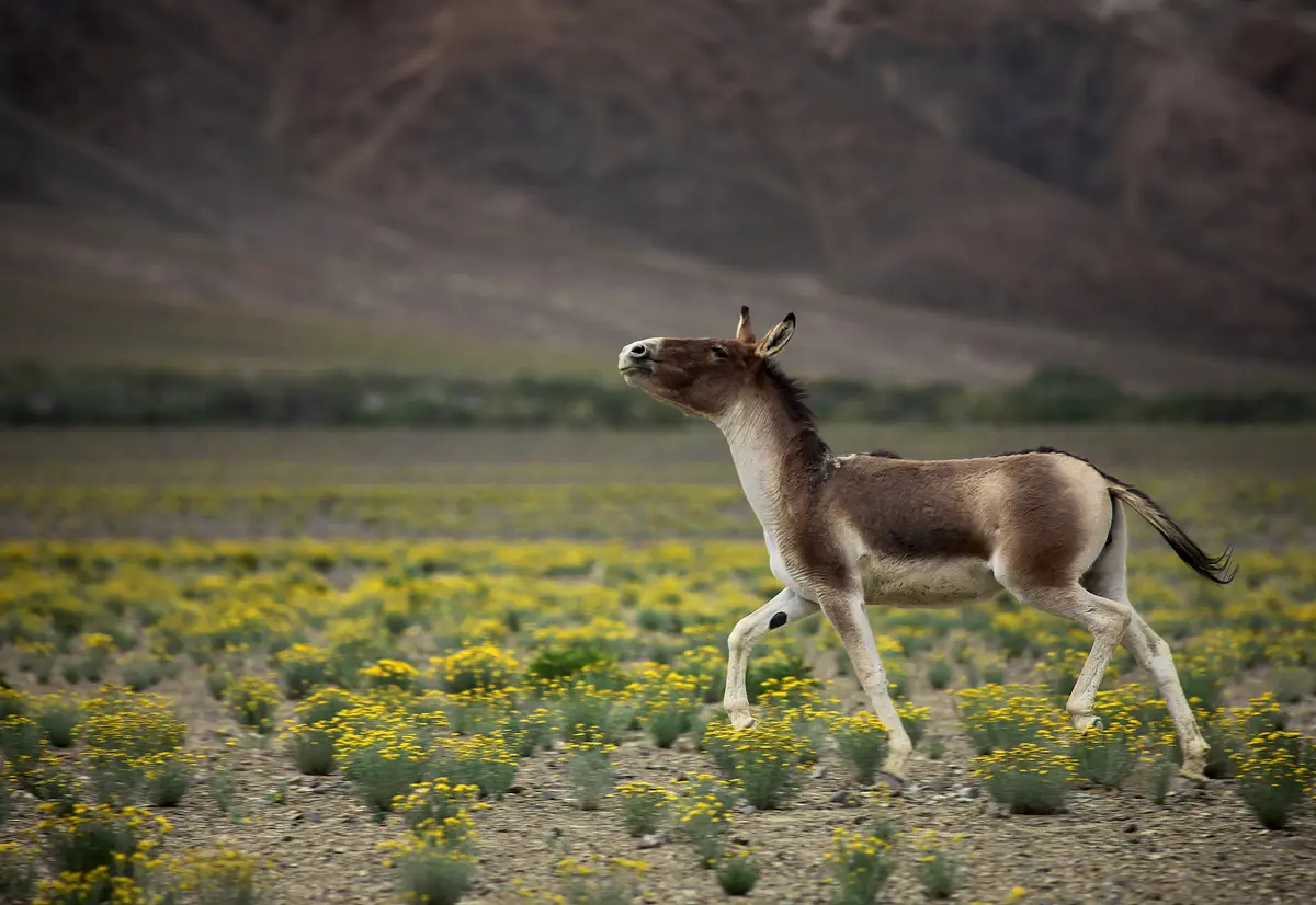 A kiang, the Tibetan wild ass, trotting across a flowering meadow
