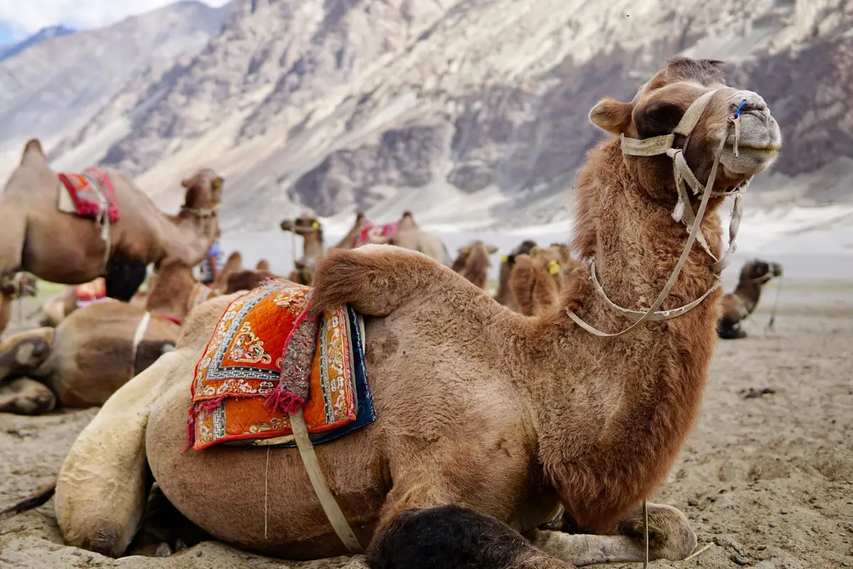 Bactrian camels resting on the sand dunes at Hunder